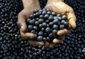 acai berry