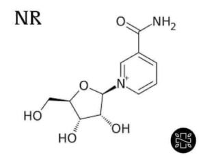 NR (Nicotinamida Ribósido)