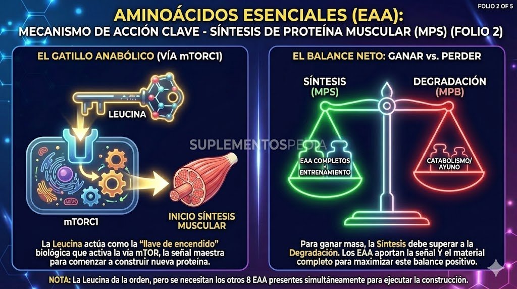 Aminoácidos esenciales Extendido Aminoácidos esenciales Extendido